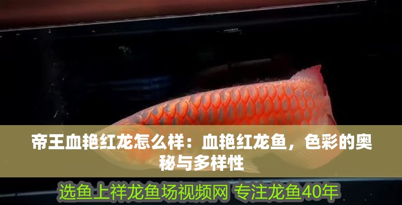帝王血艷紅龍怎么樣：血艷紅龍魚，色彩的奧秘與多樣性 帝王血艷紅龍怎么樣：血艷紅龍魚，色彩的奧秘與多樣性 水族問答