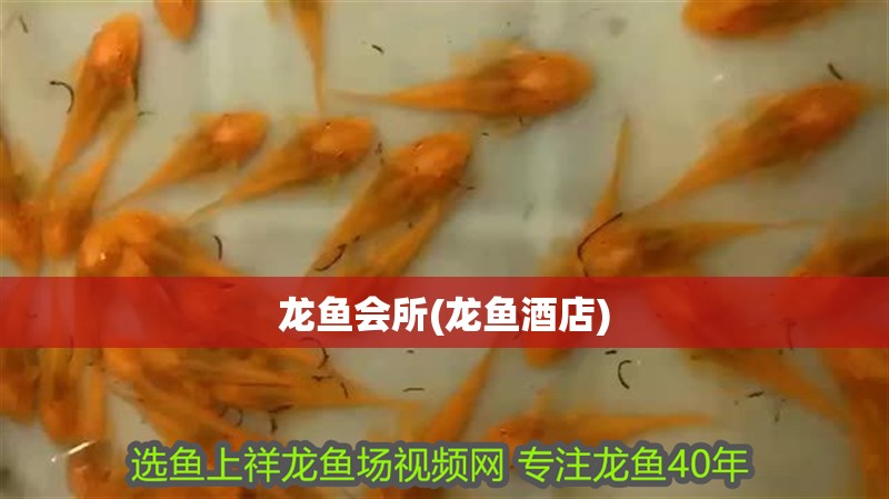 龍魚會所(龍魚酒店)