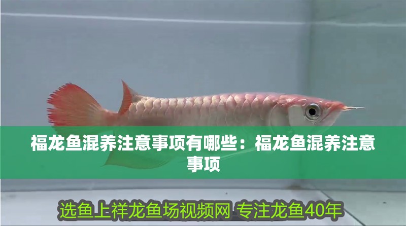 福龍魚混養(yǎng)注意事項(xiàng)有哪些：福龍魚混養(yǎng)注意事項(xiàng) 福龍魚混養(yǎng)注意事項(xiàng)有哪些：福龍魚混養(yǎng)注意事項(xiàng) 水族問答