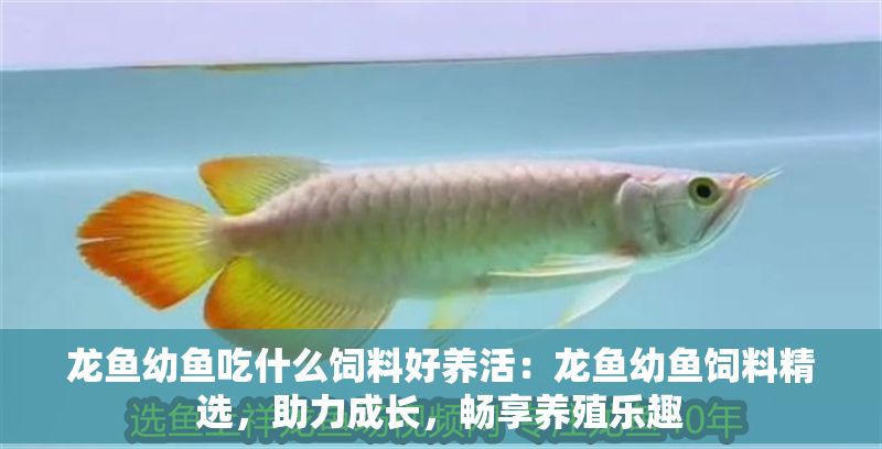 龍魚幼魚吃什么飼料好養活：龍魚幼魚飼料精選，助力成長，暢享養殖樂趣