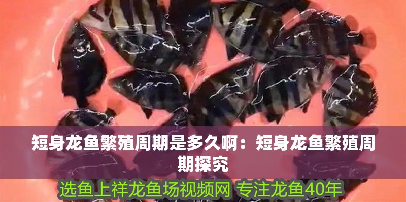 短身龍魚繁殖周期是多久?。憾躺睚堲~繁殖周期探究