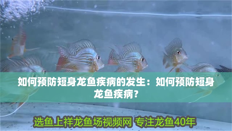 如何預(yù)防短身龍魚疾病的發(fā)生：如何預(yù)防短身龍魚疾病？