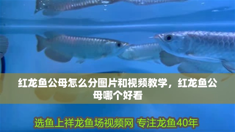 紅龍魚公母怎么分圖片和視頻教學，紅龍魚公母哪個好看