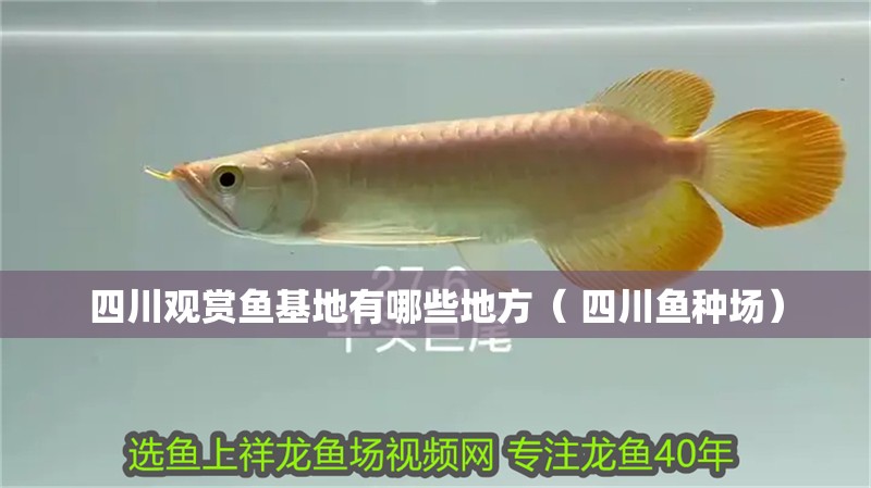 我的虎魚真菌感染了要怎么處理 四川觀賞魚基地有哪些地方( 四川魚種場) 觀賞魚百科 四川觀賞魚基地有哪些地方( 四川魚種場) 四川觀賞魚基地有哪些地方( 四川魚種場) 觀賞魚百科