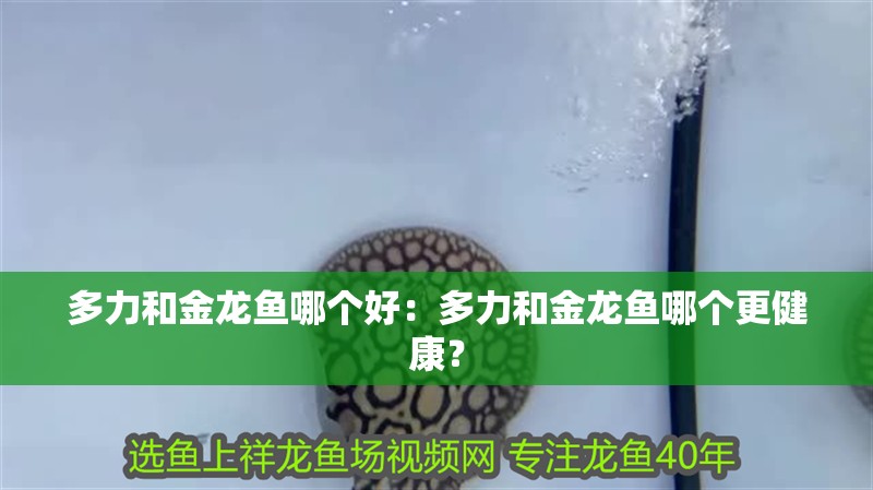 多力和金龍魚哪個好：多力和金龍魚哪個更健康？ 多力和金龍魚哪個好：多力和金龍魚哪個更健康？ 水族問答
