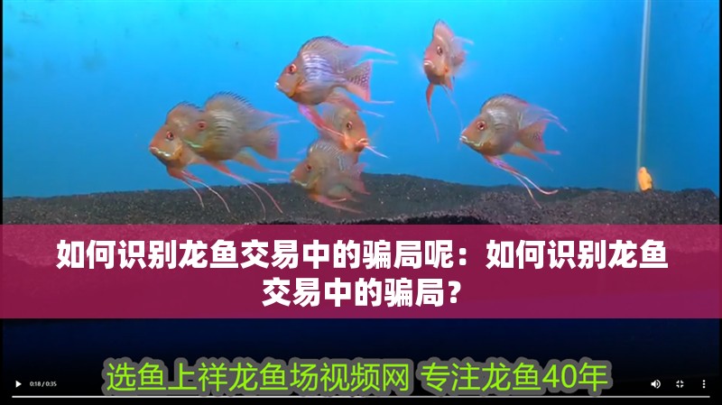 如何識別龍魚交易中的騙局呢：如何識別龍魚交易中的騙局？ 如何識別龍魚交易中的騙局呢：如何識別龍魚交易中的騙局？ 水族問答