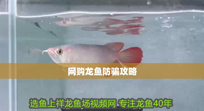 龍魚干蝦有營養嗎 網購龍魚防騙攻略 觀賞魚百科 網購龍魚防騙攻略 網購龍魚防騙攻略 觀賞魚百科