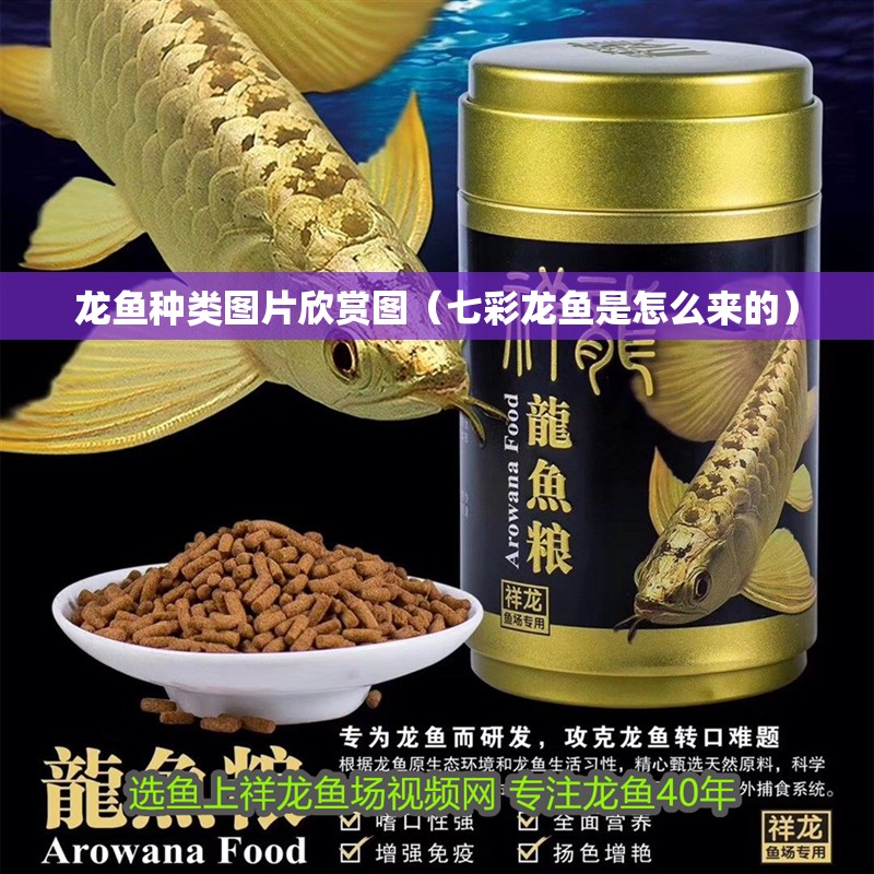 龍魚種類圖片欣賞圖（七彩龍魚是怎么來的）