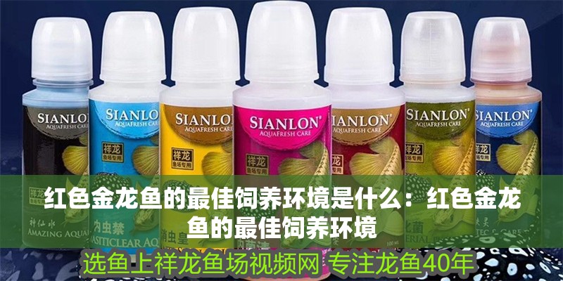 魚缸過濾器選購指南:自制魚缸過濾器魚缸上置過濾器對于養魚愛好者的必備知識 紅色金龍魚的最佳飼養環境是什么:紅色金龍魚的最佳飼養環境 水族問答 紅色金龍魚的最佳飼養環境是什么:紅色金龍魚的最佳飼養環境 紅色金龍魚的最佳飼養環境是什么:紅色金龍魚的最佳飼養環境 水族問答