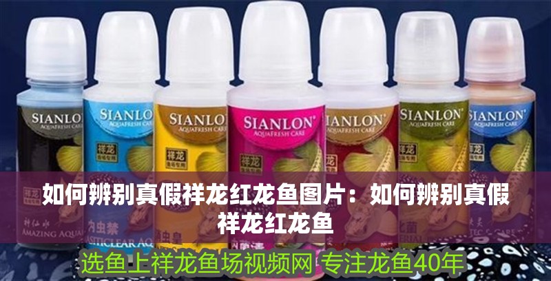 如何辨別真假祥龍紅龍魚圖片：如何辨別真假祥龍紅龍魚 如何辨別真假祥龍紅龍魚圖片：如何辨別真假祥龍紅龍魚 水族問答