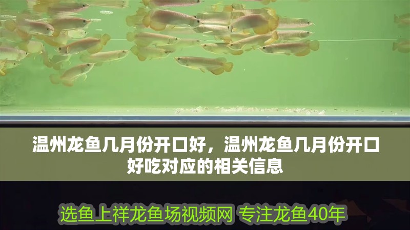 溫州龍魚幾月份開口好，溫州龍魚幾月份開口好吃對應(yīng)的相關(guān)信息