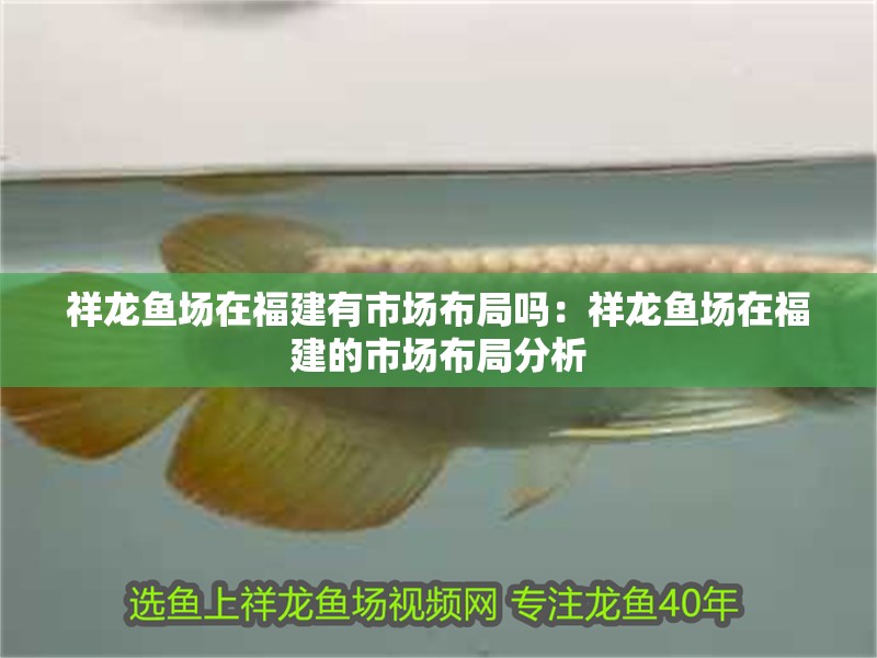 祥龍魚場在福建有市場布局嗎：祥龍魚場在福建的市場布局分析