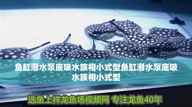 魚缸潛水泵底吸水族相小式型魚缸潛水泵底吸水族相小式型 魚缸潛水泵底吸水族相小式型魚缸潛水泵底吸水族相小式型 觀賞魚百科