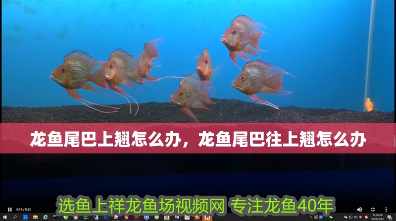 龍魚尾巴上翹怎么辦，龍魚尾巴往上翹怎么辦