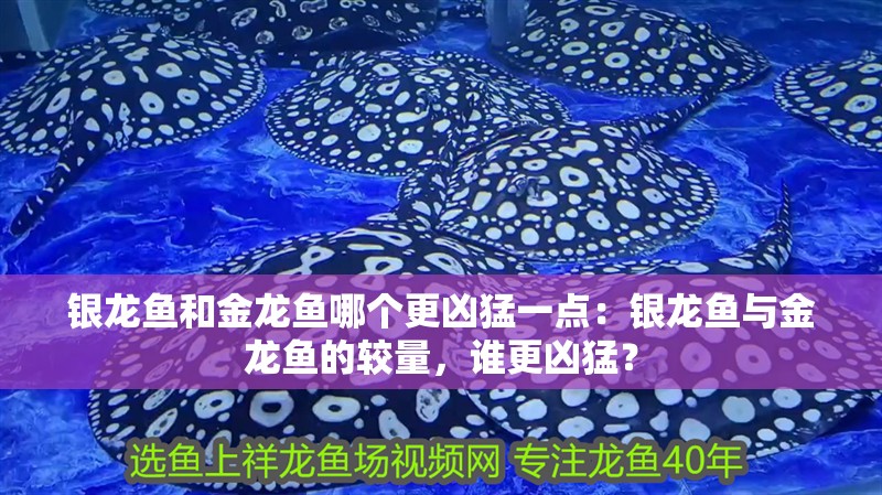 我的虎魚真菌感染了要怎么處理 銀龍魚和金龍魚哪個更兇猛一點:銀龍魚與金龍魚的較量,誰更兇猛? 水族問答 銀龍魚和金龍魚哪個更兇猛一點:銀龍魚與金龍魚的較量,誰更兇猛? 銀龍魚和金龍魚哪個更兇猛一點:銀龍魚與金龍魚的較量,誰更兇猛? 水族問答