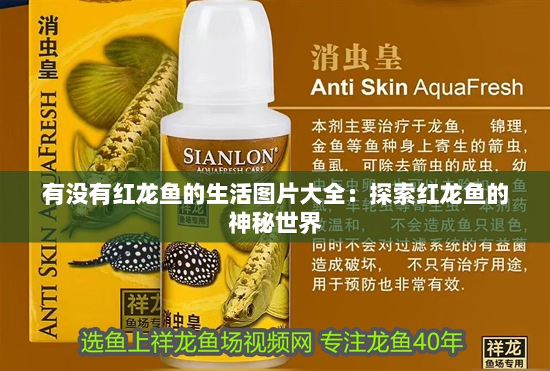 有沒有紅龍魚的生活圖片大全：探索紅龍魚的神秘世界 有沒有紅龍魚的生活圖片大全：探索紅龍魚的神秘世界 水族問答
