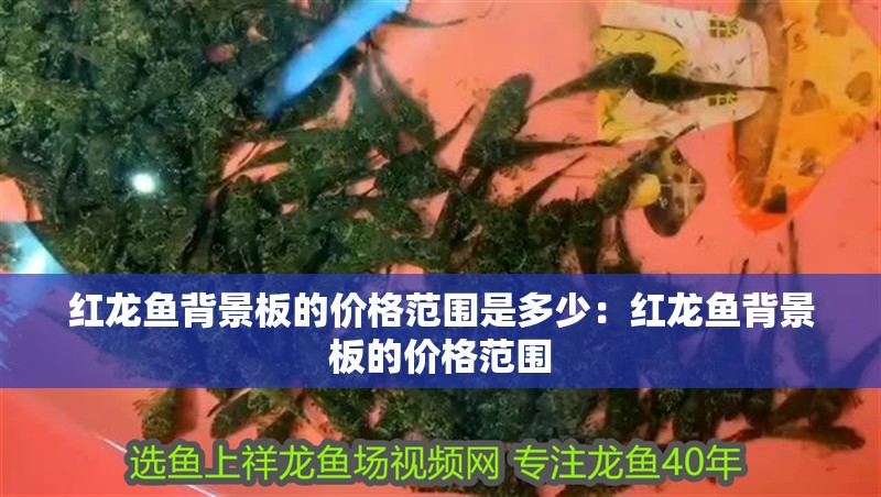 紅龍魚背景板的價(jià)格范圍是多少：紅龍魚背景板的價(jià)格范圍 紅龍魚背景板的價(jià)格范圍是多少：紅龍魚背景板的價(jià)格范圍 水族問答
