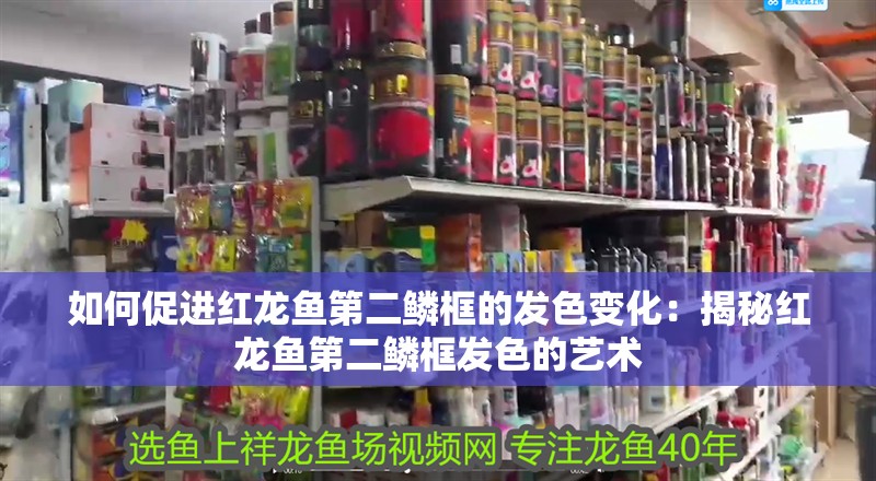 如何促進(jìn)紅龍魚第二鱗框的發(fā)色變化：揭秘紅龍魚第二鱗框發(fā)色的藝術(shù)