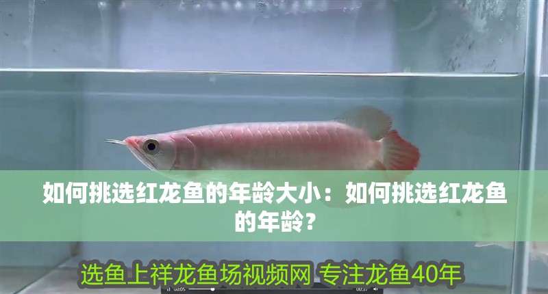 如何挑選紅龍魚的年齡大小：如何挑選紅龍魚的年齡？ 如何挑選紅龍魚的年齡大小：如何挑選紅龍魚的年齡？ 水族問答