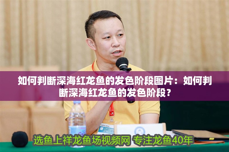 如何判斷深海紅龍魚的發色階段圖片：如何判斷深海紅龍魚的發色階段？