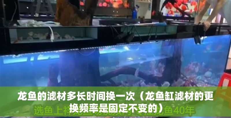 龍魚的濾材多長時間換一次（龍魚缸濾材的更換頻率是固定不變的）