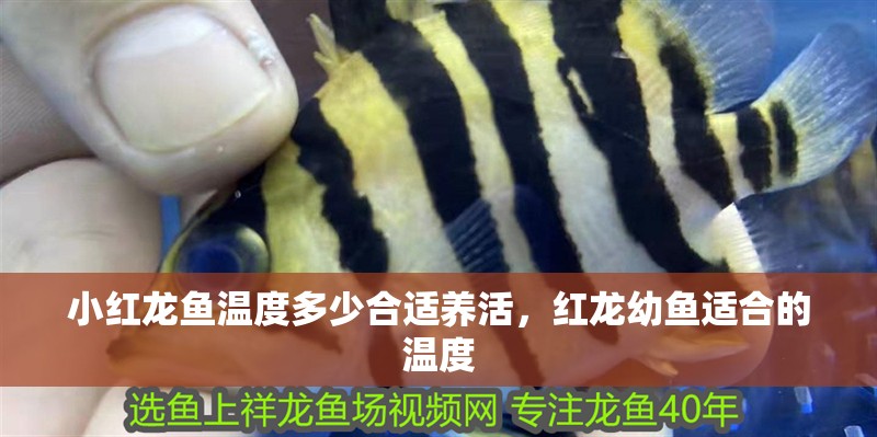 小紅龍魚溫度多少合適養活，紅龍幼魚適合的溫度