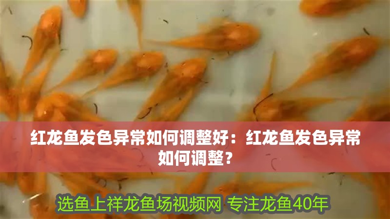 紅龍魚發色異常如何調整好：紅龍魚發色異常如何調整？