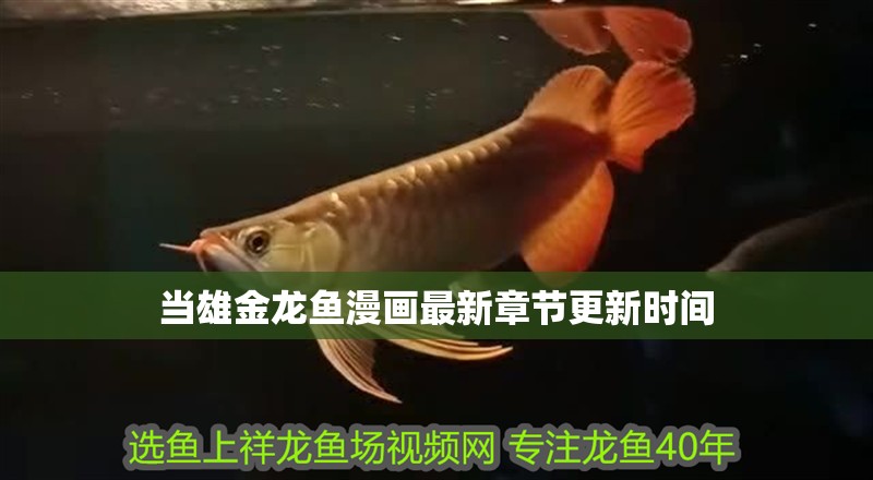 當雄金龍魚漫畫最新章節更新時間 當雄金龍魚漫畫最新章節更新時間 觀賞魚百科