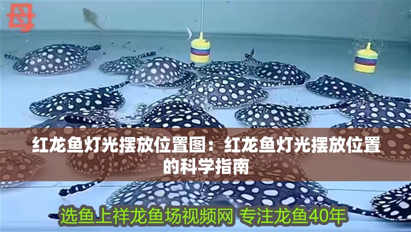 紅龍魚燈光擺放位置圖：紅龍魚燈光擺放位置的科學(xué)指南 紅龍魚燈光擺放位置圖：紅龍魚燈光擺放位置的科學(xué)指南 水族問答