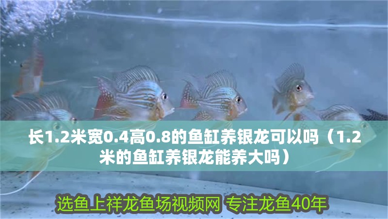 長1.2米寬0.4高0.8的魚缸養銀龍可以嗎（1.2米的魚缸養銀龍能養大嗎）