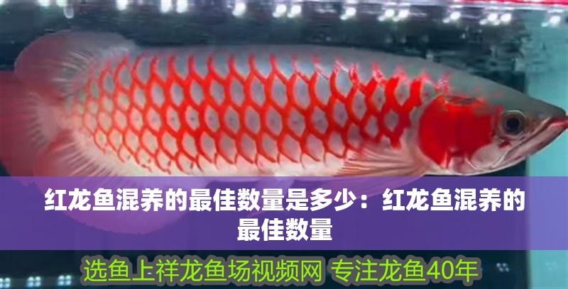 紅龍魚混養的最佳數量是多少：紅龍魚混養的最佳數量