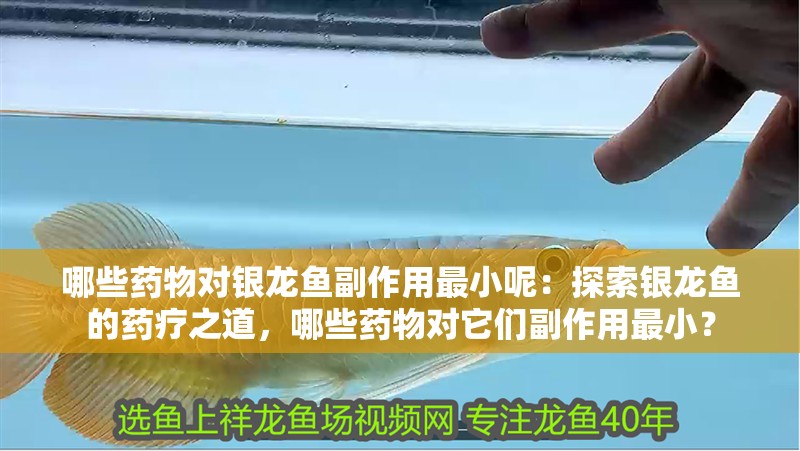 哪些藥物對銀龍魚副作用最小呢：探索銀龍魚的藥療之道，哪些藥物對它們副作用最??？