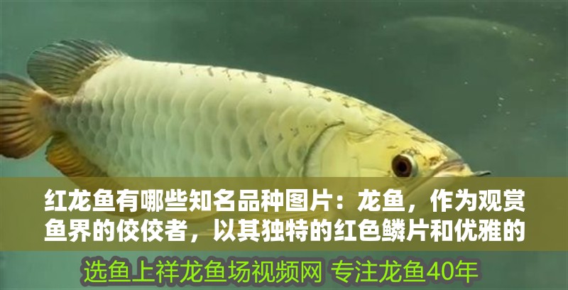 紅龍魚有哪些知名品種圖片：龍魚，作為觀賞魚界的佼佼者，以其獨特的紅色鱗片和優雅的姿態贏得了眾多水族愛好者的青睞。紅龍魚的品種繁多，每一種都有其獨特的特點和魅力。本文將為您介紹幾種知名的紅龍魚品種，讓您在挑選時能夠更加得心應手