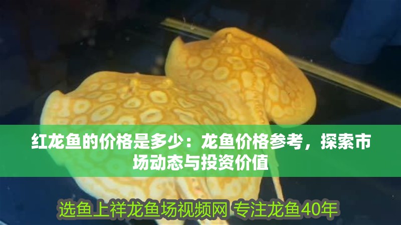 紅龍魚的價格是多少：龍魚價格參考，探索市場動態與投資價值