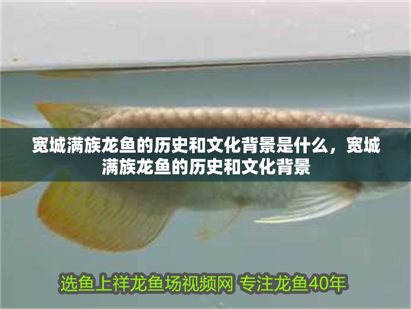 魚缸用增氧泵價格是多少:魚缸增氧機(jī)-xtrac增氧機(jī)-xtrac增氧機(jī) 寬城滿族龍魚的歷史和文化背景是什么,寬城滿族龍魚的歷史和文化背景 龍魚百科 寬城滿族龍魚的歷史和文化背景是什么,寬城滿族龍魚的歷史和文化背景 寬城滿族龍魚的歷史和文化背景是什么,寬城滿族龍魚的歷史和文化背景 龍魚百科