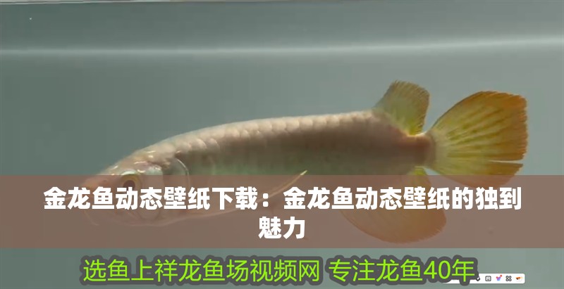 金龍魚動態壁紙下載：金龍魚動態壁紙的獨到魅力