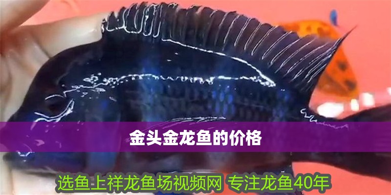 金頭金龍魚的價格