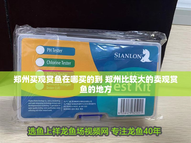 鄭州買(mǎi)觀賞魚(yú)在哪買(mǎi)的到 鄭州比較大的賣(mài)觀賞魚(yú)的地方