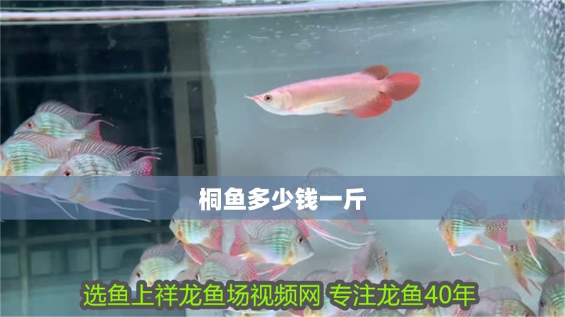 桐魚多少錢一斤 桐魚多少錢一斤 觀賞魚百科