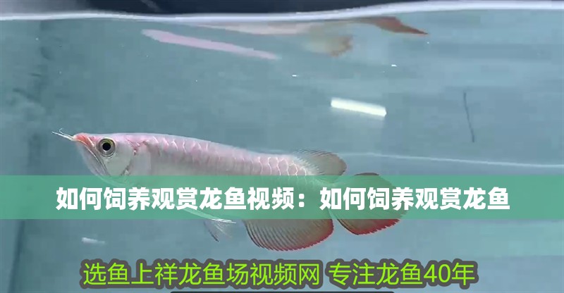 如何飼養觀賞龍魚視頻：如何飼養觀賞龍魚