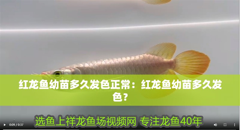 紅龍魚幼苗多久發色正常：紅龍魚幼苗多久發色？ 紅龍魚幼苗多久發色正常：紅龍魚幼苗多久發色？ 水族問答