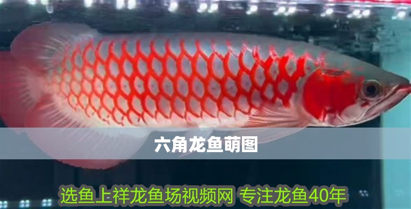 六角龍魚萌圖