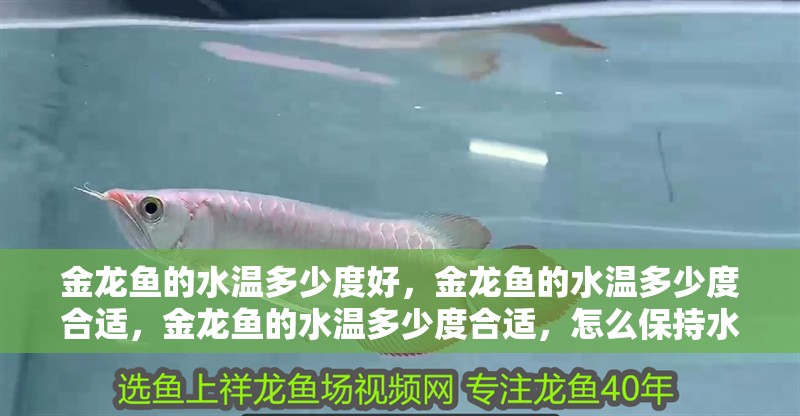 金龍魚的水溫多少度好，金龍魚的水溫多少度合適，金龍魚的水溫多少度合適，怎么保持水溫合適