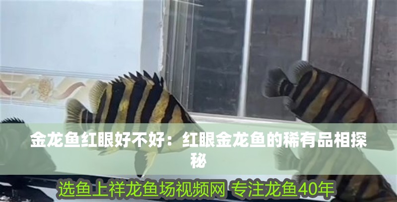 金龍魚(yú)紅眼好不好：紅眼金龍魚(yú)的稀有品相探秘