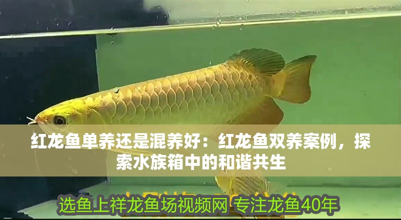 紅龍魚單養還是混養好：紅龍魚雙養案例，探索水族箱中的和諧共生