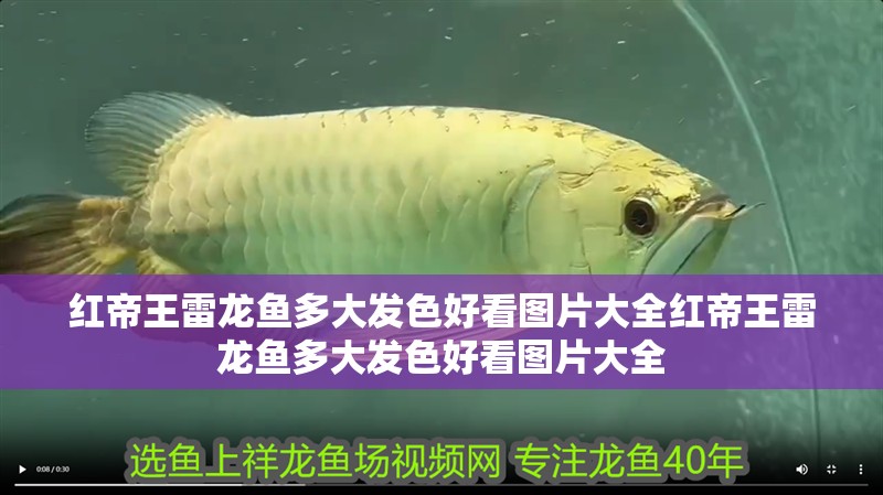 紅帝王雷龍魚多大發(fā)色好看圖片大全紅帝王雷龍魚多大發(fā)色好看圖片大全 紅帝王雷龍魚多大發(fā)色好看圖片大全紅帝王雷龍魚多大發(fā)色好看圖片大全 觀賞魚百科