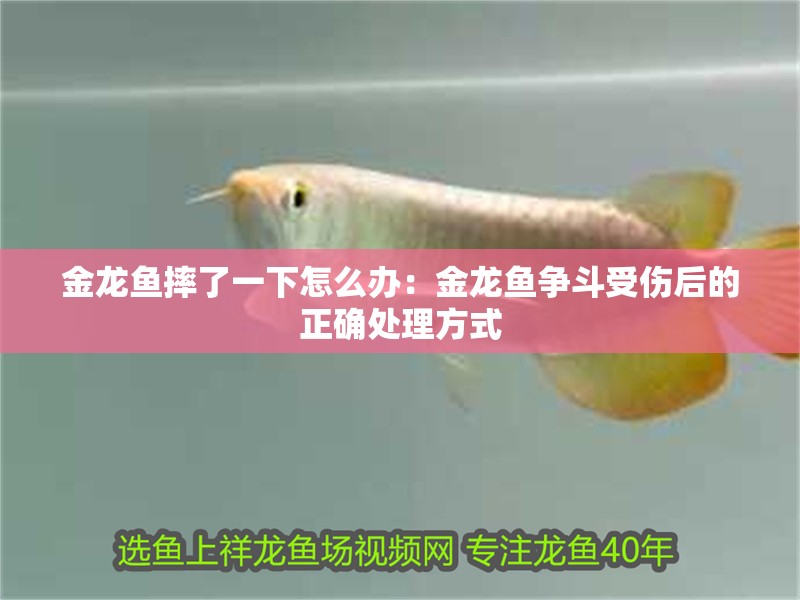 金龍魚摔了一下怎么辦：金龍魚爭斗受傷后的正確處理方式