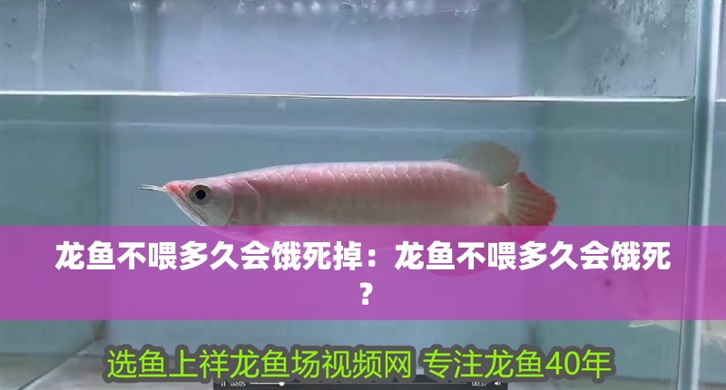 龍魚不喂多久會餓死掉：龍魚不喂多久會餓死？