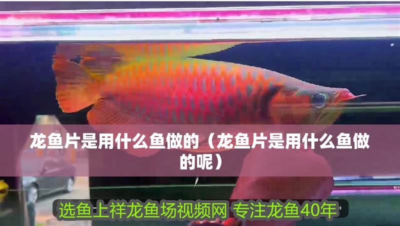 龍魚片是用什么魚做的（龍魚片是用什么魚做的呢）