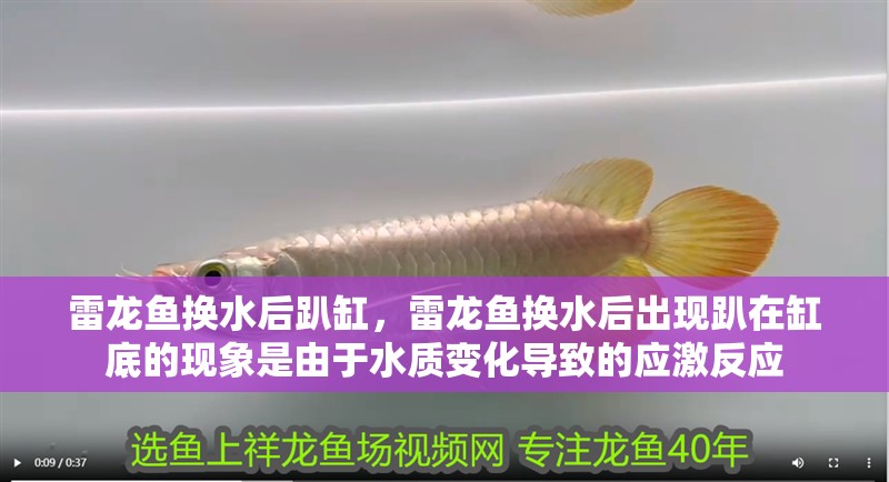 雷龍魚換水后趴缸，雷龍魚換水后出現趴在缸底的現象是由于水質變化導致的應激反應 雷龍魚換水后趴缸，雷龍魚換水后出現趴在缸底的現象是由于水質變化導致的應激反應 觀賞魚百科